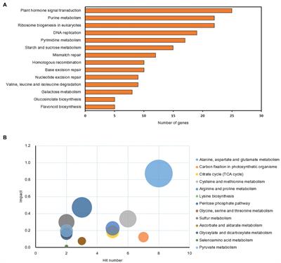 Antagonistic Effect of Sucrose Availability and Auxin on Rosa Axillary Bud Metabolism and Signaling, Based on the Transcriptomics and Metabolomics Analysis